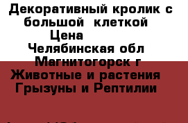 Декоративный кролик с большой  клеткой › Цена ­ 1 700 - Челябинская обл., Магнитогорск г. Животные и растения » Грызуны и Рептилии   